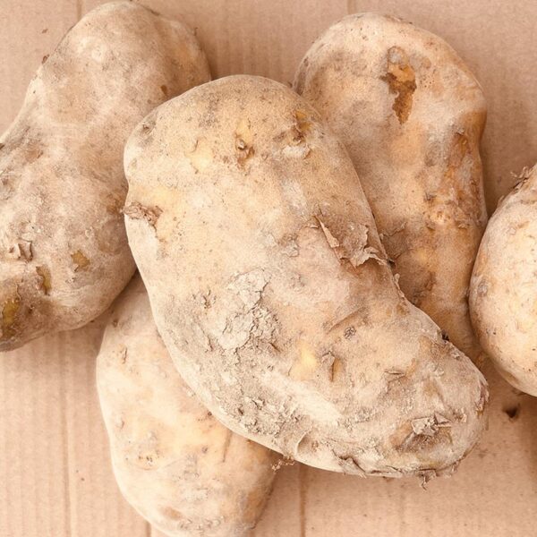 POTATOES-20K BRUSH LG AGRIA-NZ