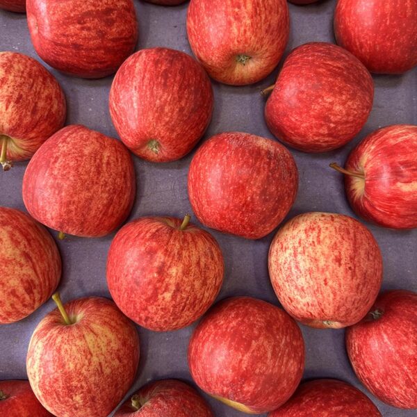 APPLES-ROYAL GALA-NZ
