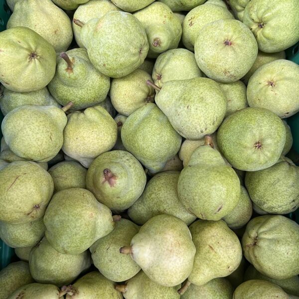 PEARS-CASE-NZ