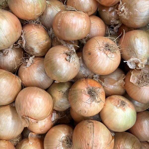 ONIONS-10KG PACK-NZ