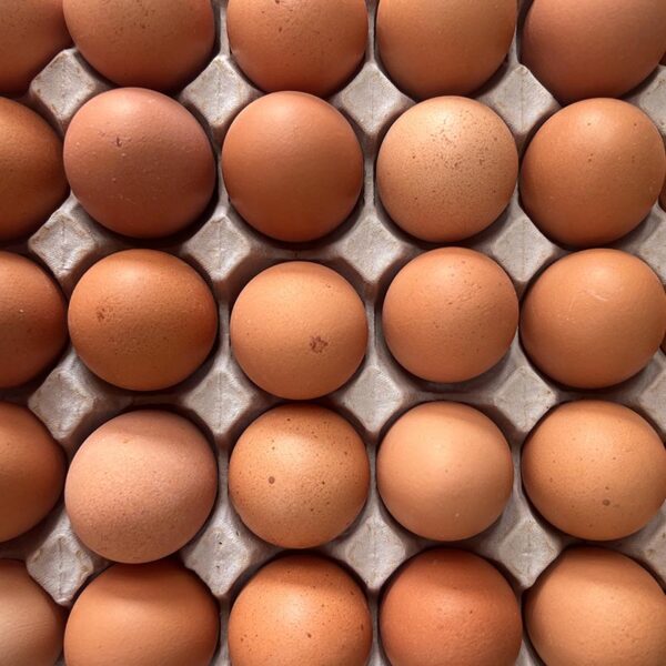 EGGS-COLONY SIZE 7 TRAY 30-NZ