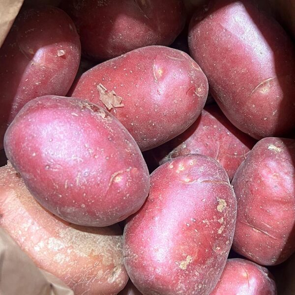POTATOES-10KG WASH RED-NZ