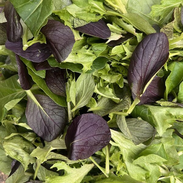 MESCLUN-500G BAG-NZ