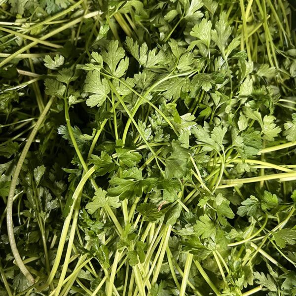 HERBS-1K PK ITALIAN PARSLEY-NZ