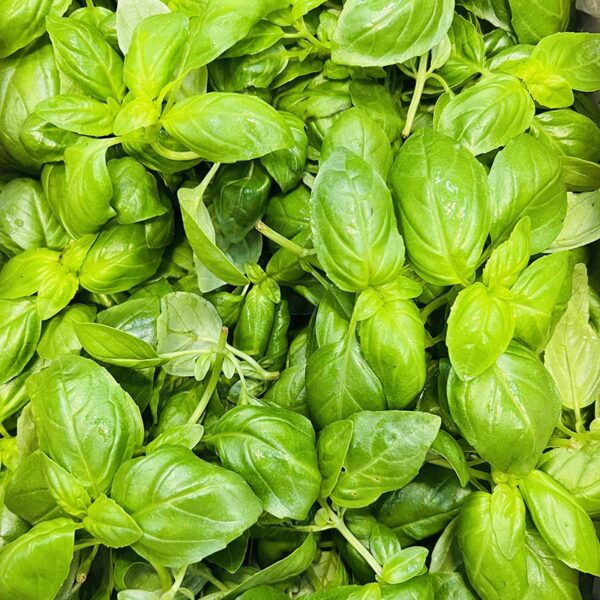 HERB-100G BASIL-NZ